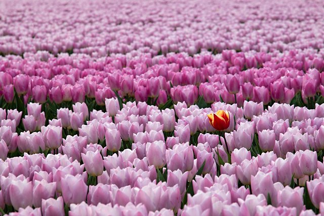 Tulipa tulp tulpen tulip tulips tulipe tulipes tulpenbol tulpenbollen tulpenveld tulpenvelden keukenhof lisse hillegom tulpenfestival tulpenroute werkaandemuur wadm werk aan de muur